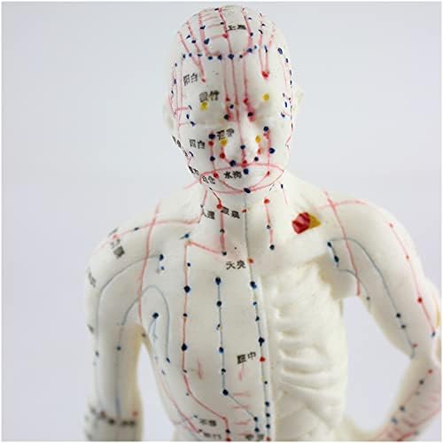 Модел на Акупунктурни Точки на Меридиана ZMX за мъже - Модел на Човешкото Тяло с Акупунктурной Точка Мини Размер - Образователна модел Модел Акупунктурни Меридиана на Китайската Медицина