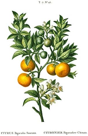 Реколта Ботанически щампи | Цитрусови плодове Стенни рисунки от Ink Inc. | Реколта Френски илюстрации | Декор на кухня с лимон | Дизайн на къща в стил бохо | Комплект от 9 теми 5x7 | Без рамка